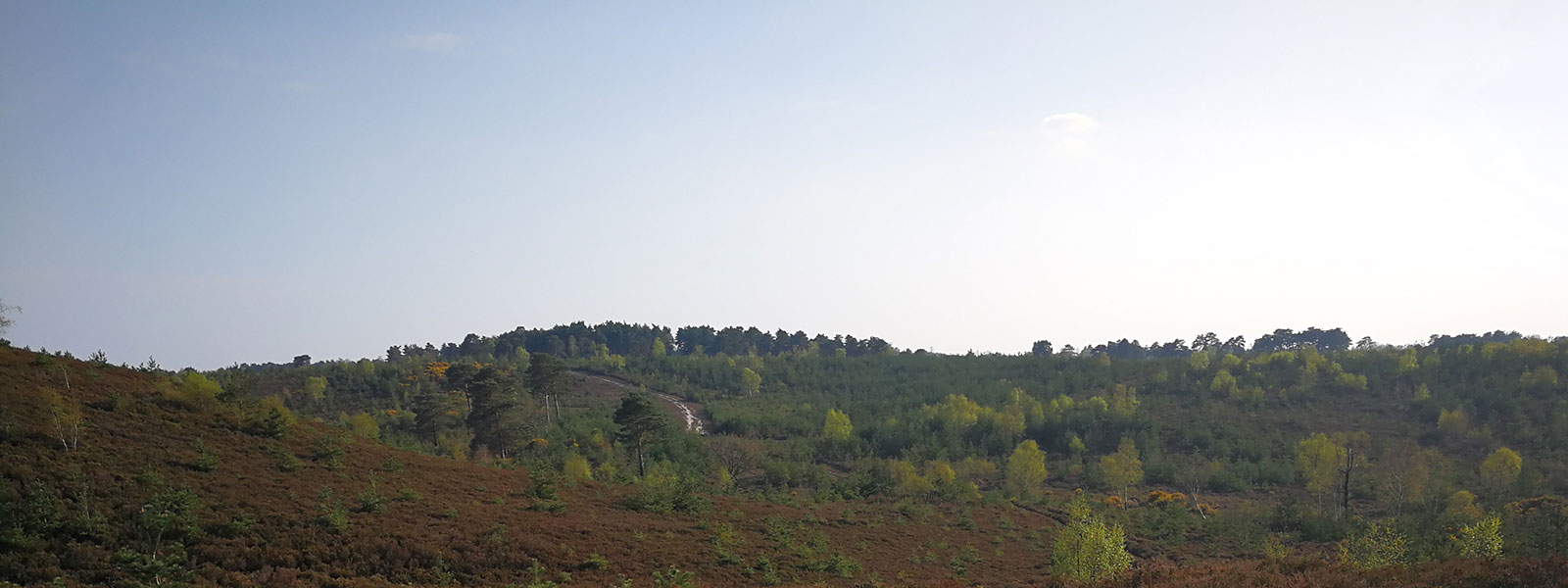 Ash ranges skyline