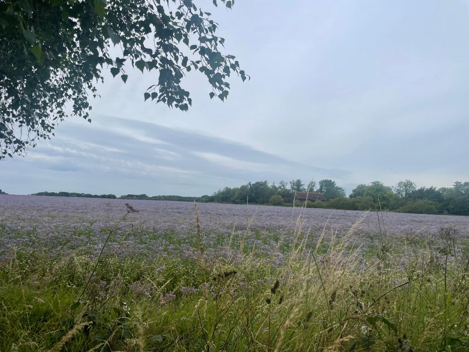 Field of Borage